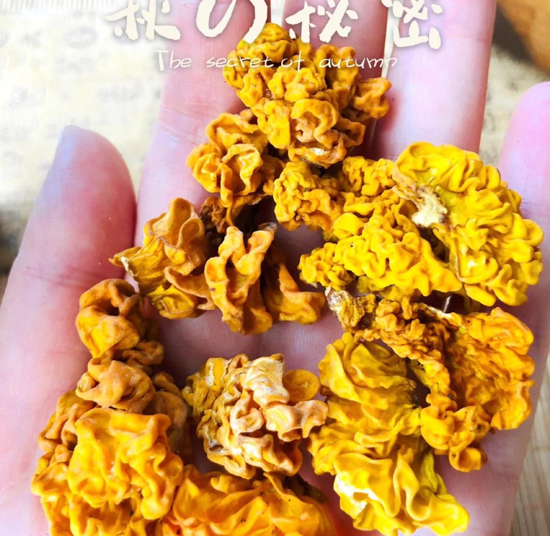 金燕:放入火中