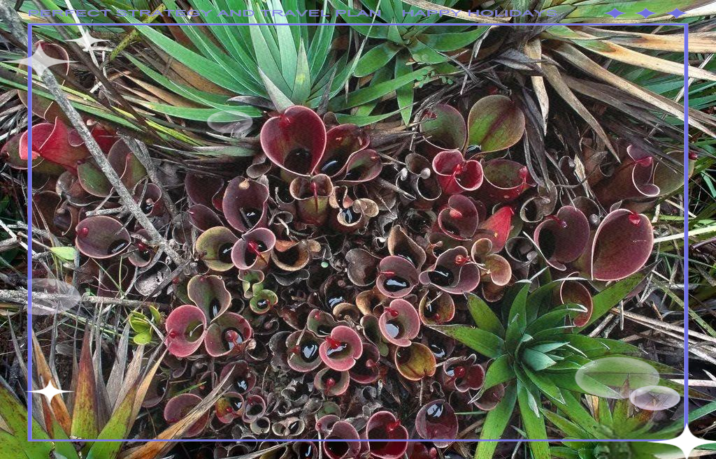 吃动物的植物又是如何进化出来的?...