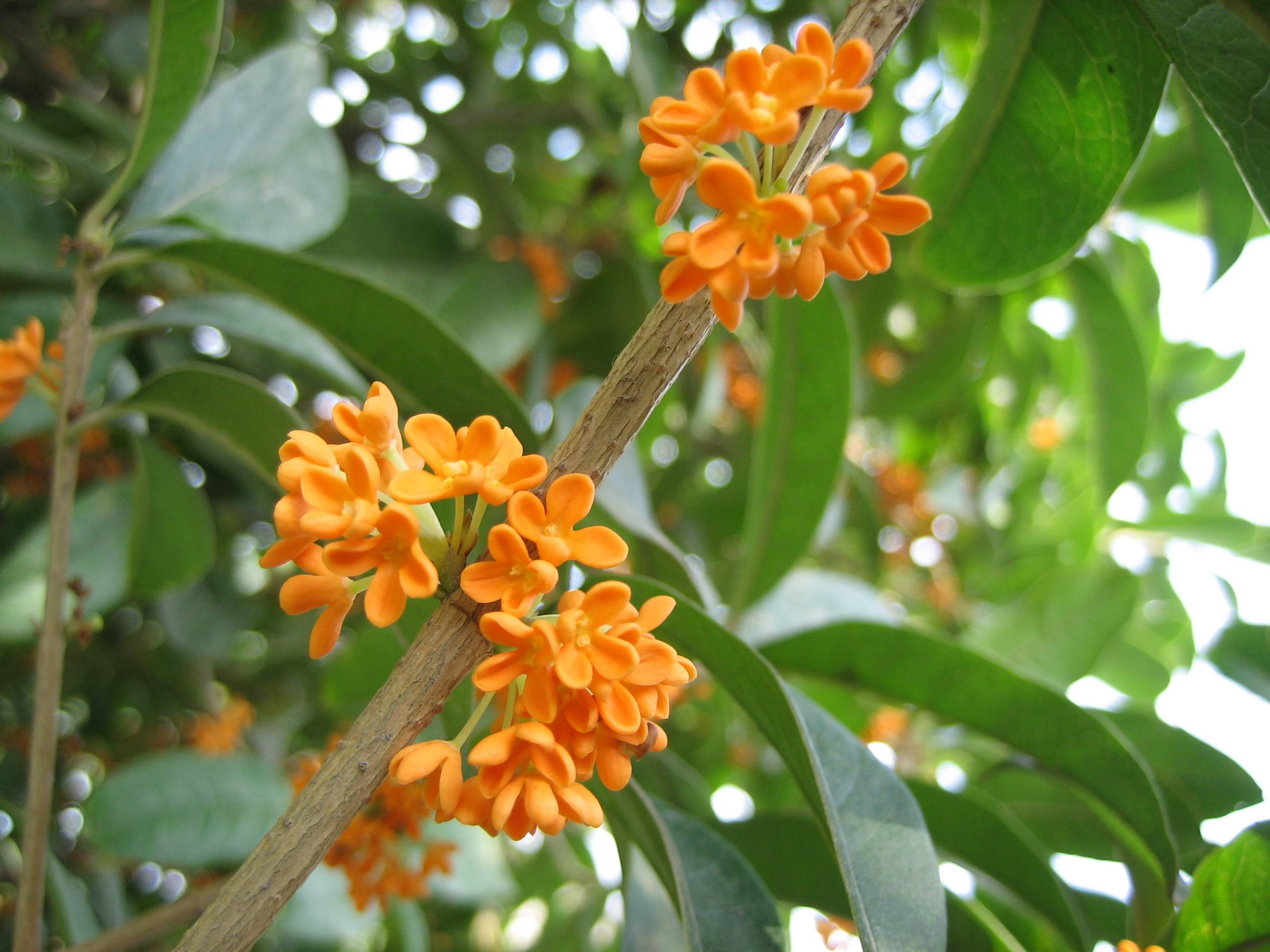 桂花树种植