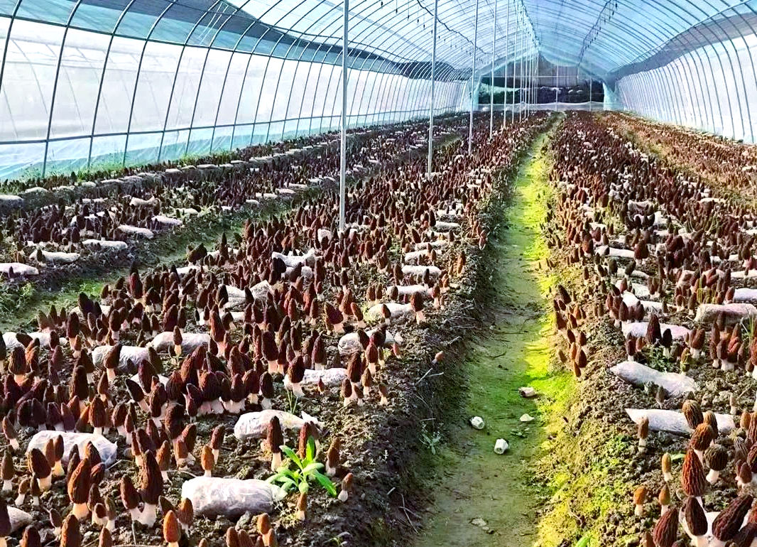 食用菌种植