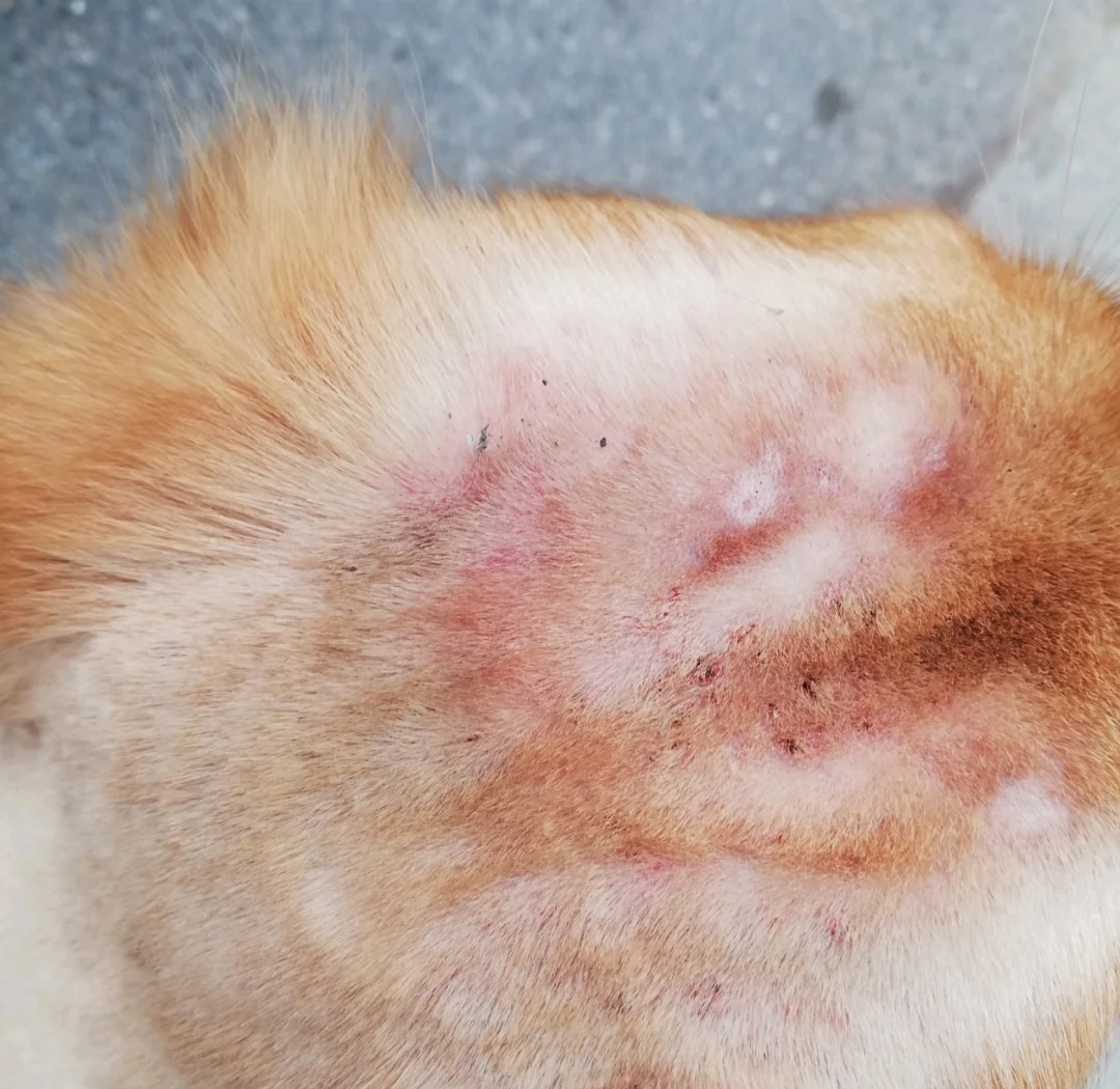 在全球最肮脏的地方寻找抗生素?...