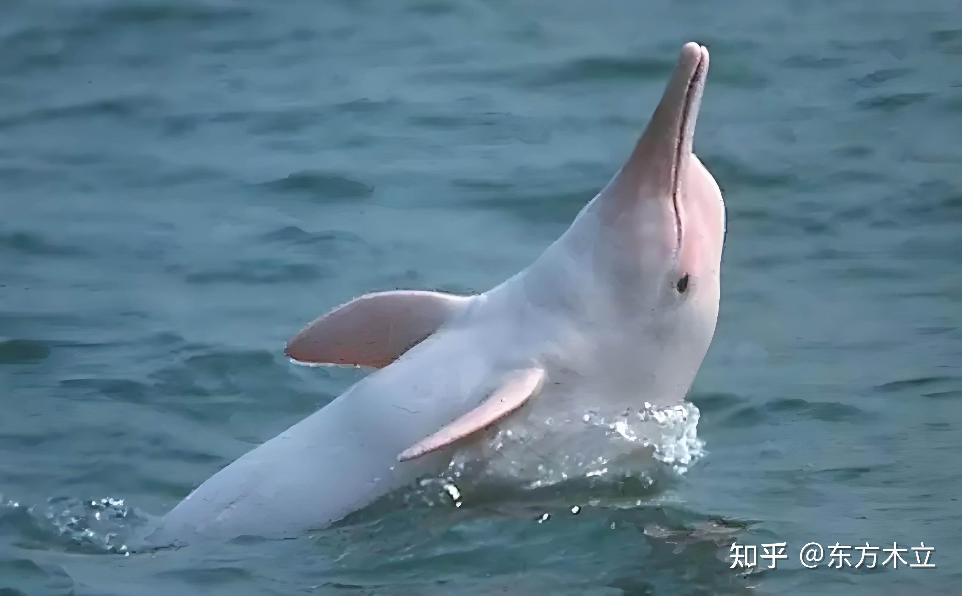 什么手机好