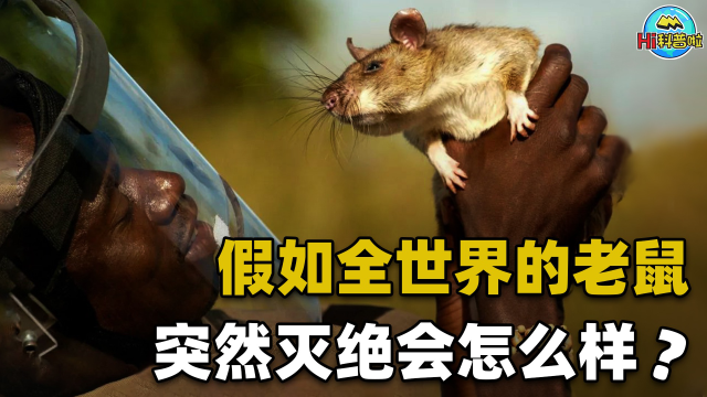 如果地球上的老鼠全部灭绝会怎样?有什么严重后果?...