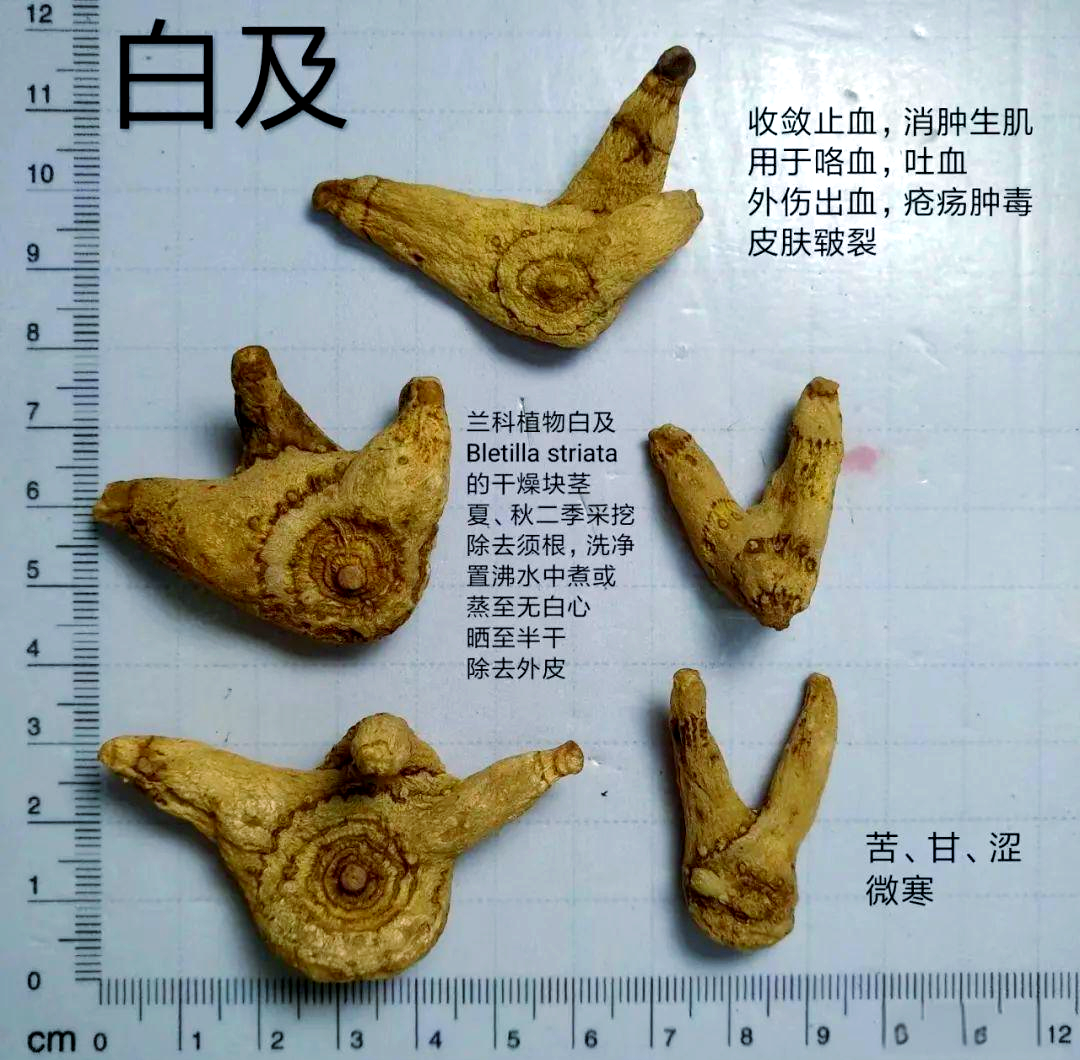白芨