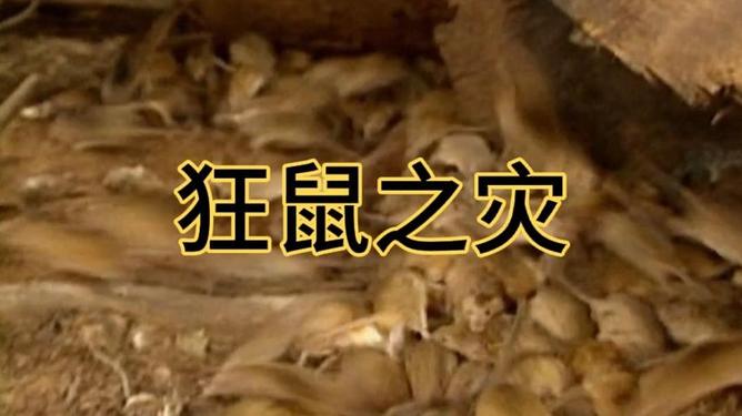 如果地球上的老鼠全部灭绝会怎样?有什么严重后果?...