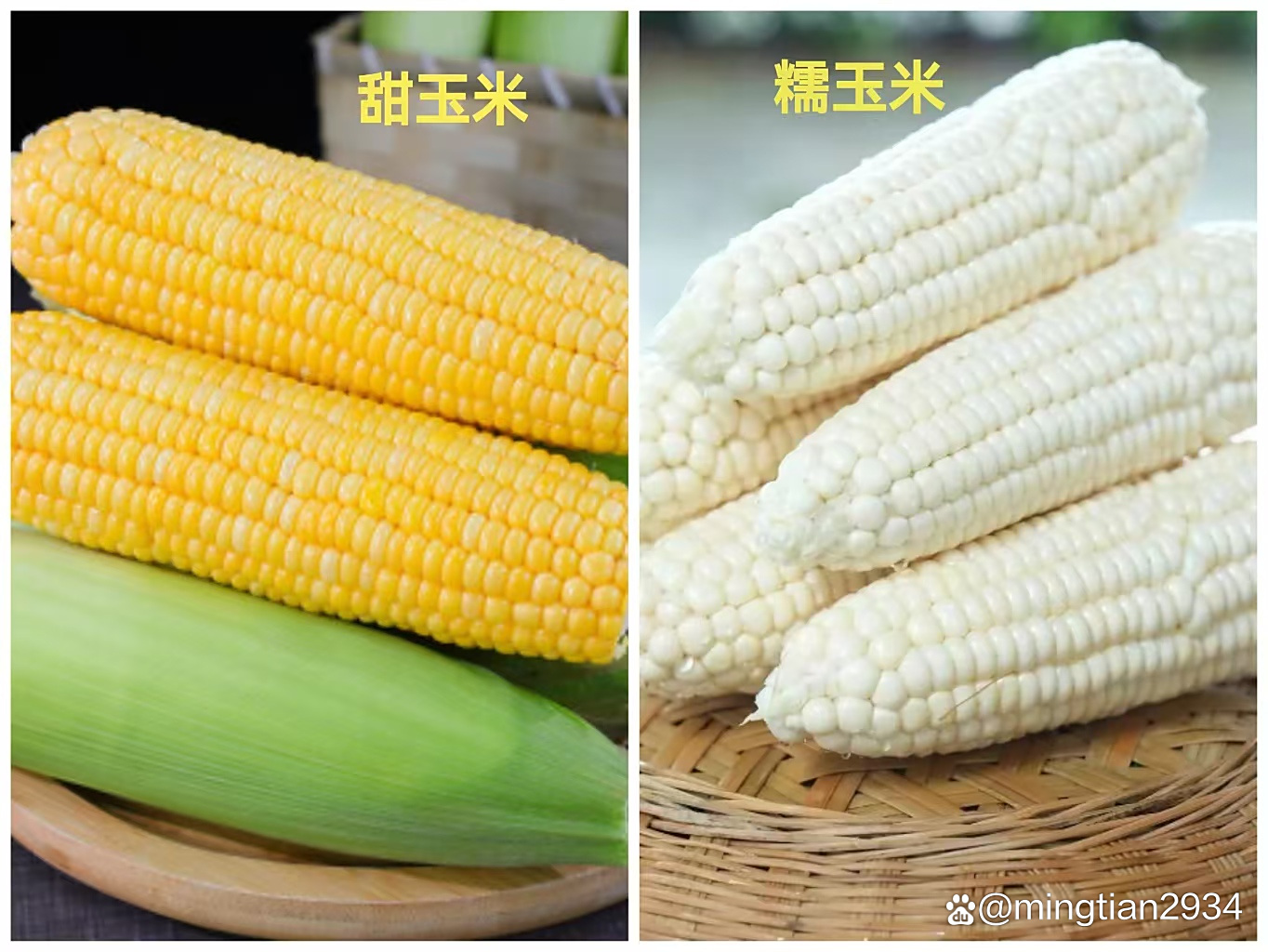 甜玉米