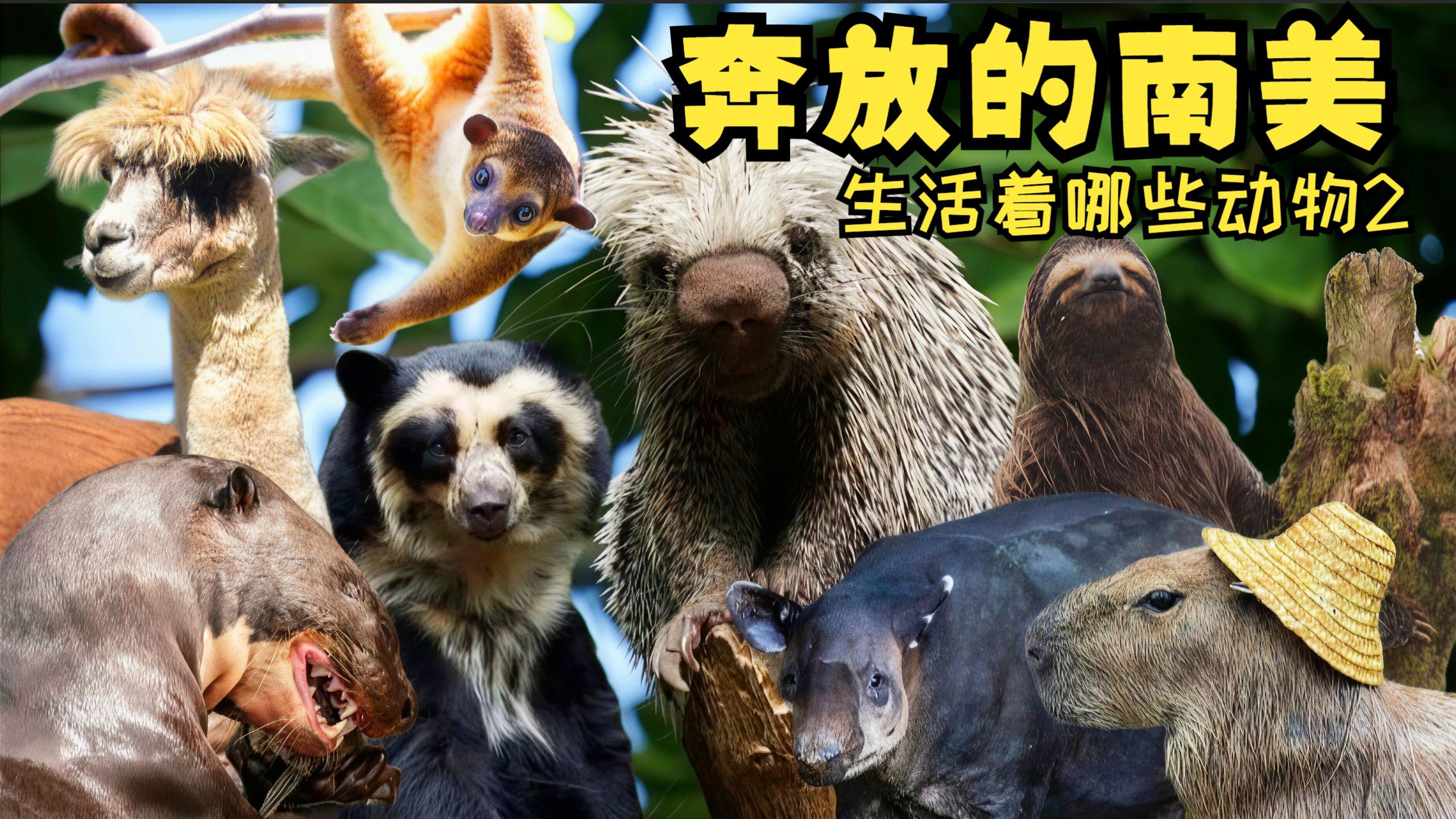 什么手机好