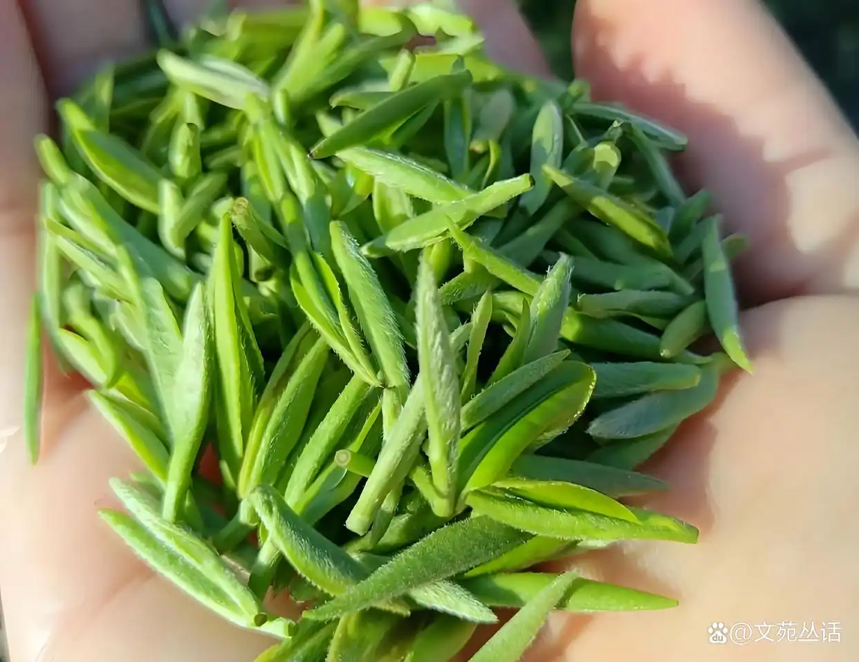 合肥新茶嫩茶怎么辨别真假?